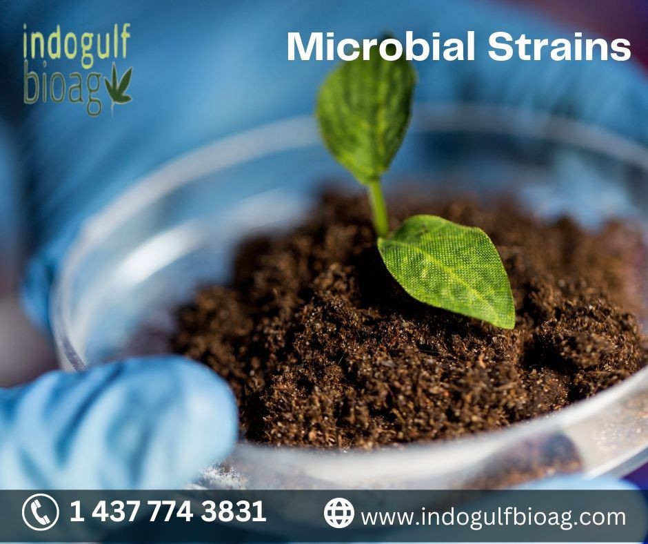 Explore The Microbial Strains Manufacturers & Suppliers In The Market